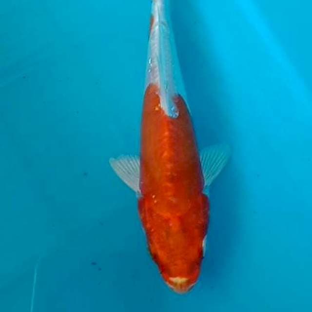 Kusui 16cm