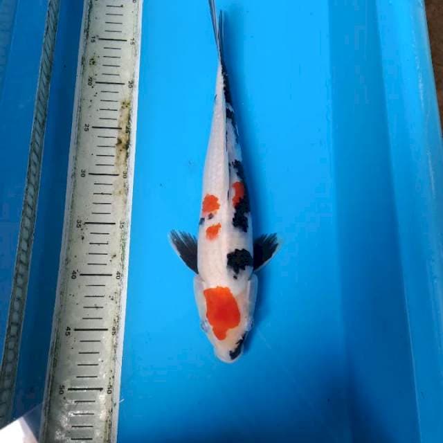 Kindai showa 35cm male
