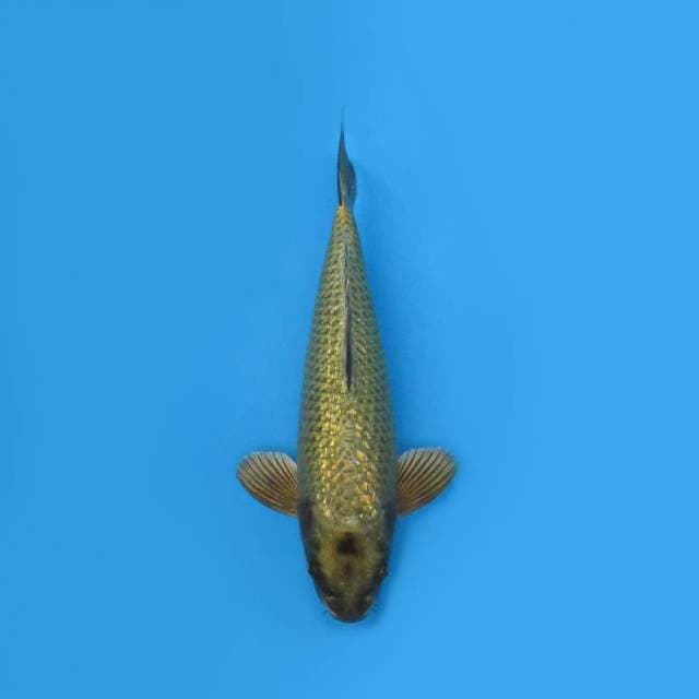 Mukasi 30 cm