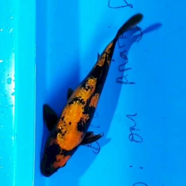 Hi Utsuri 30 cm