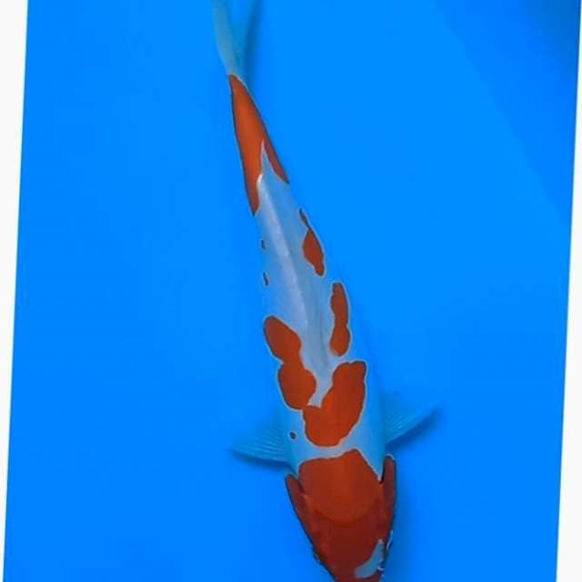 Kohaku doitsu