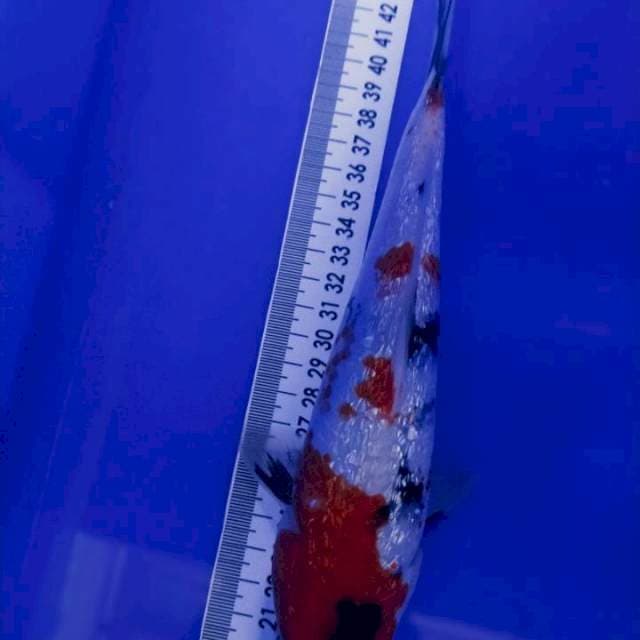 Showa Gindrin 24cm