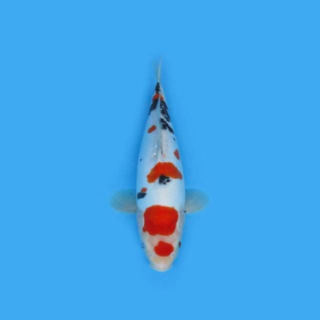 Sanke Doitsu 34 cm