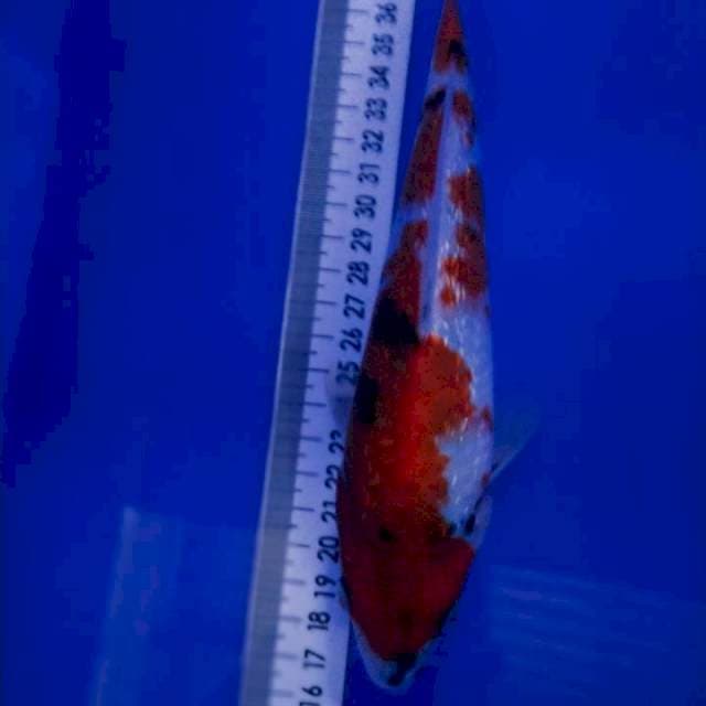 Showa Gindrin 21cm