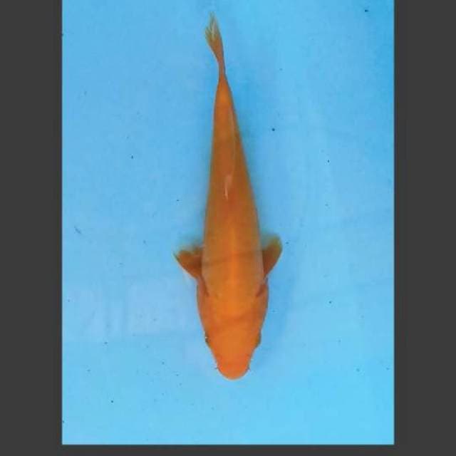 Benigoi 19 cm