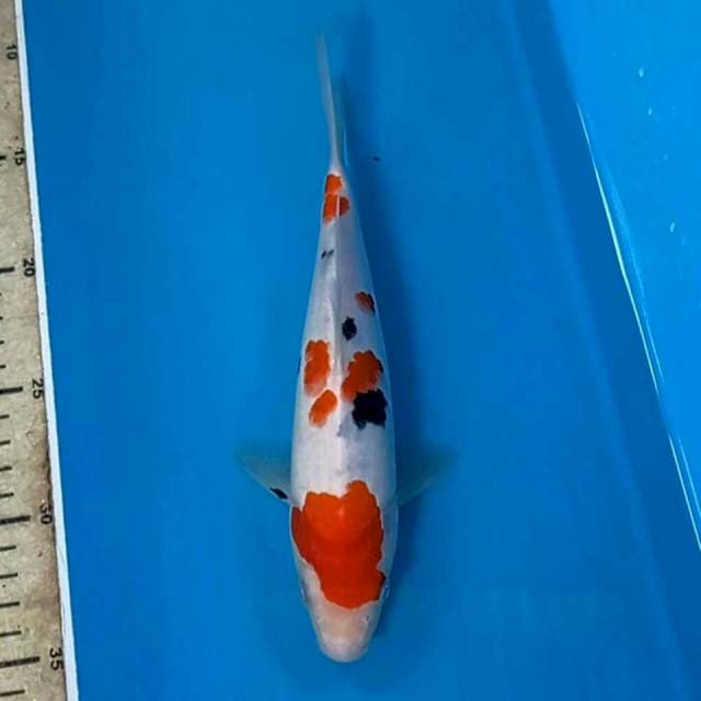 Sanke, 23 cm