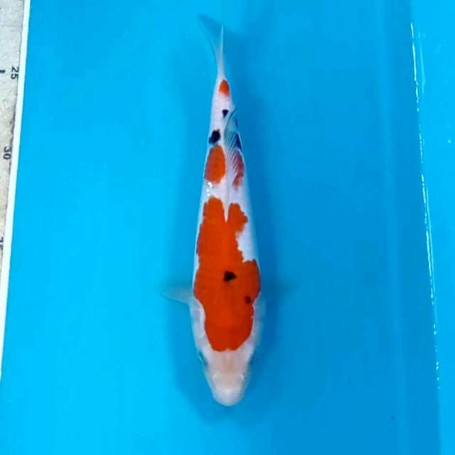 Sanke, 21 cm