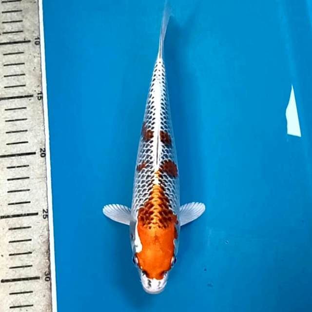 Kujaku, 23 cm