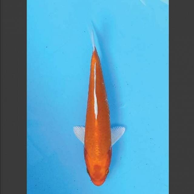 Ogon 21 cm