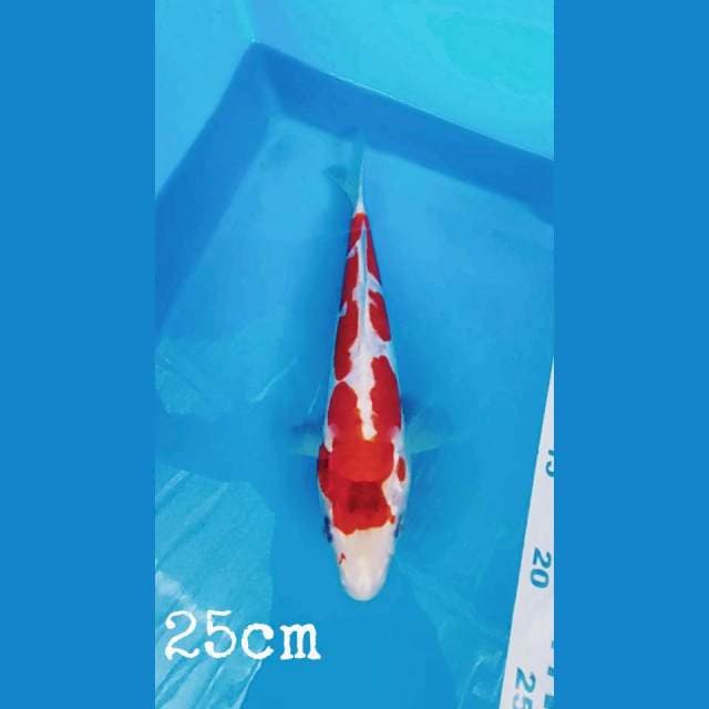 Kohaku Doit 25cm