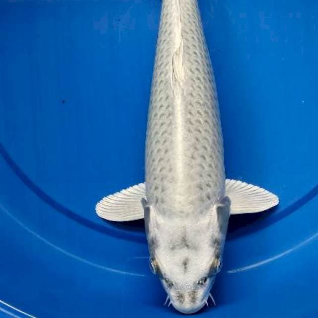 Matsuba 37cm