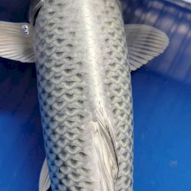 Matsuba 37cm