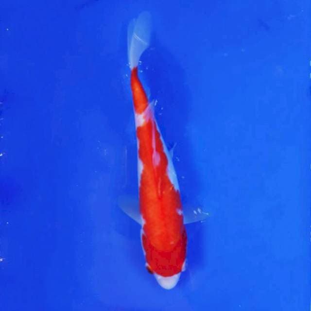 kohaku calon jumbo