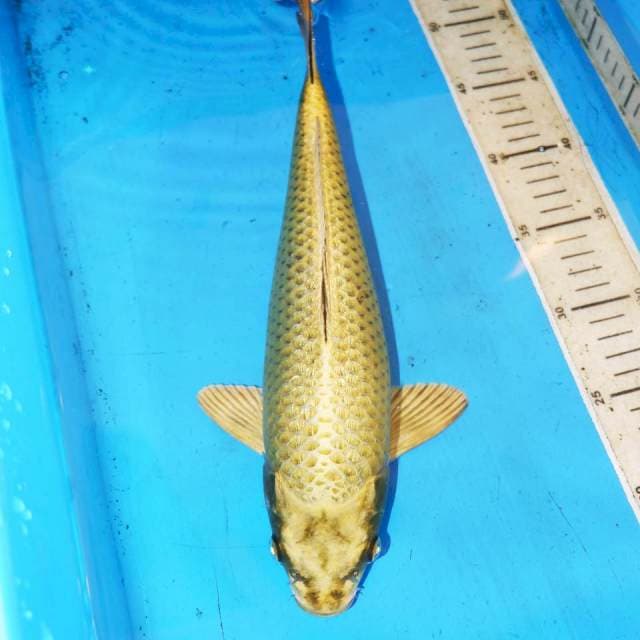 KINGINRIN GOLD MUKASI