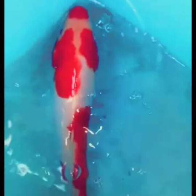 KOHAKU MERAH NYALA(lokal rasa import)kuchibeni 25up