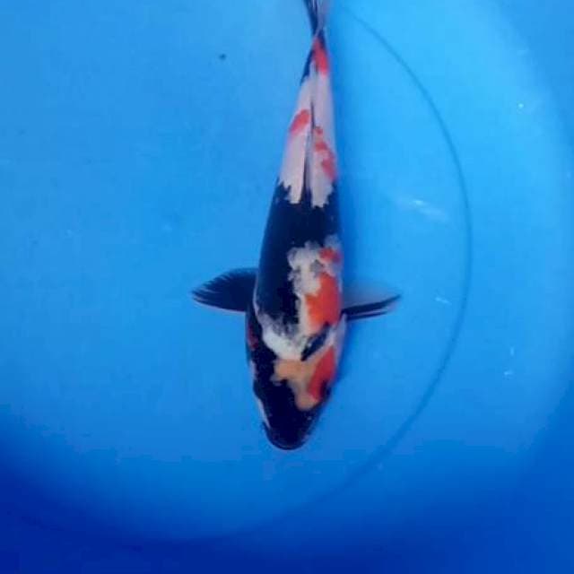 Showa 27 cm