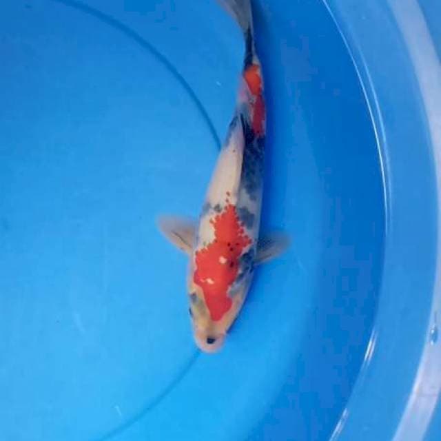 Showa kanoko