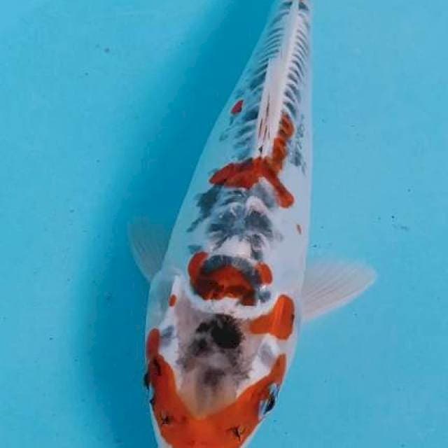 Kojaku 22cm