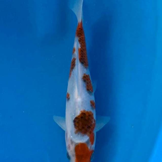 Goromo 25cm