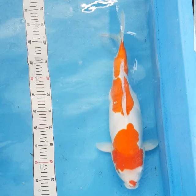 kohaku doitsu jumbo