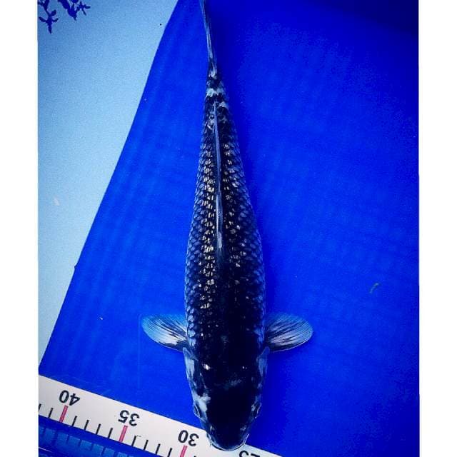 Ochiba ginrin 37cm
