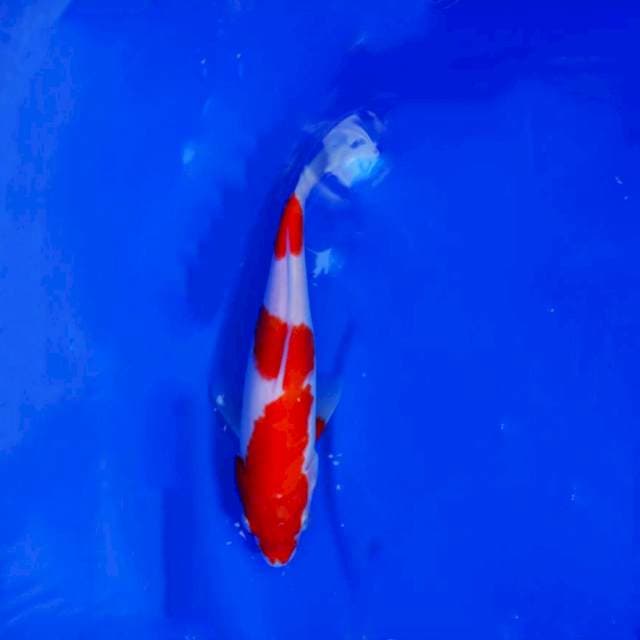 kohaku