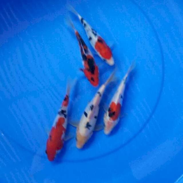 Mix koi doit 5 ekor