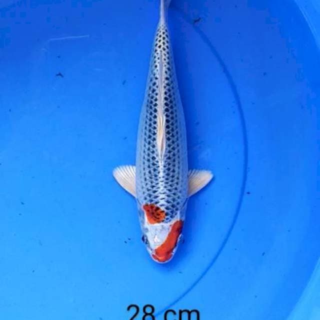 Goshiki 28 cm