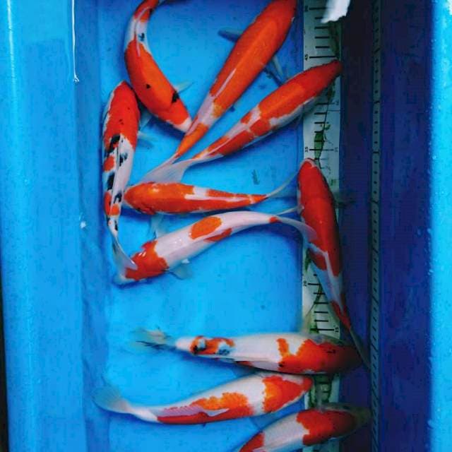 PAket kohaku Sanke ( 10 ekor. )