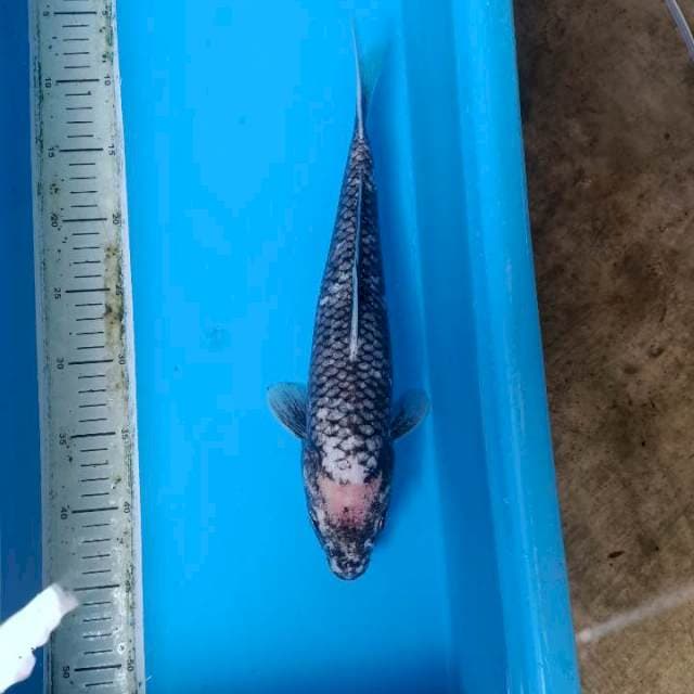 Matsukawabake 37cm minus sirip sobek.