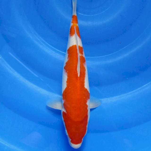 Kohaku 33cm