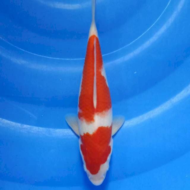 Kohaku 2step 27cm