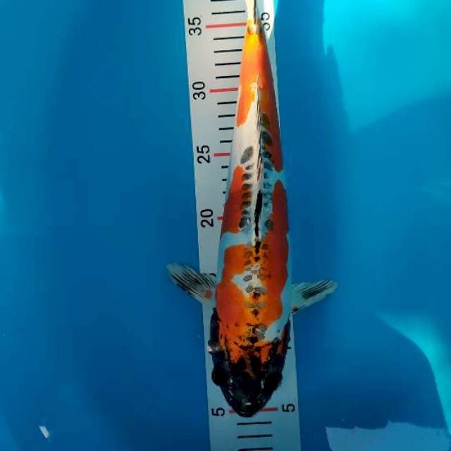 kiko 37 cm
