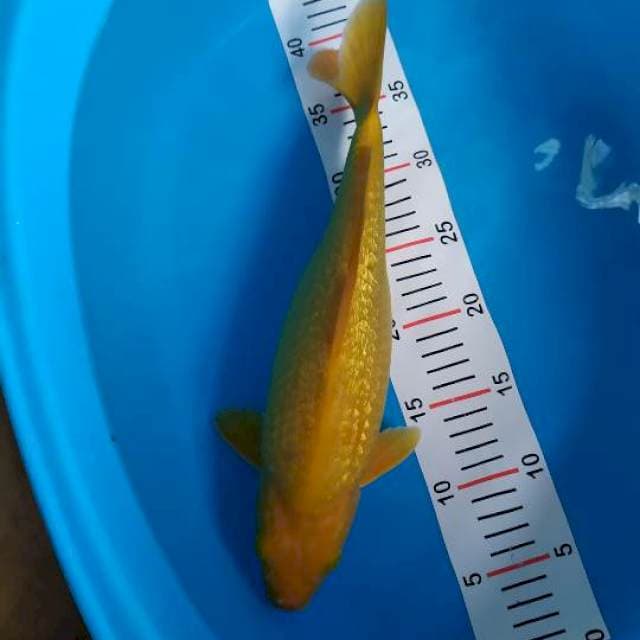 karashi ginrin 36 cm