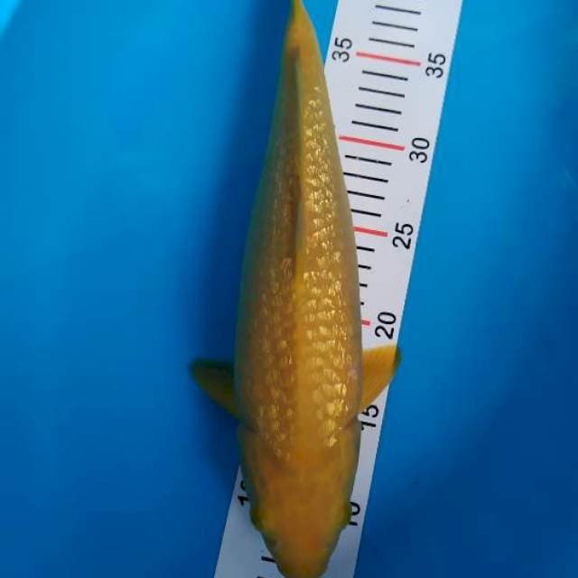 karashi ginrin 37 cm