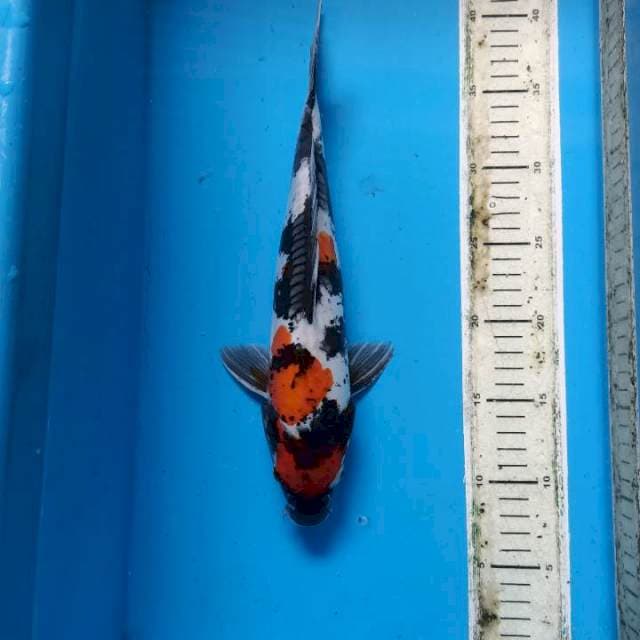 Kindai Showa doitsu 32cm f