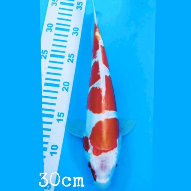 kohaku doit 30cm
