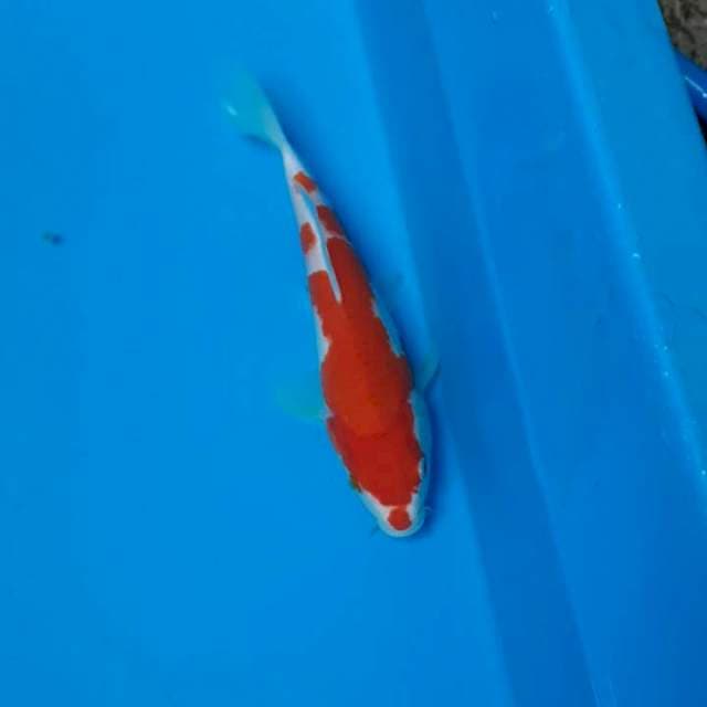 Kohaku 20cm