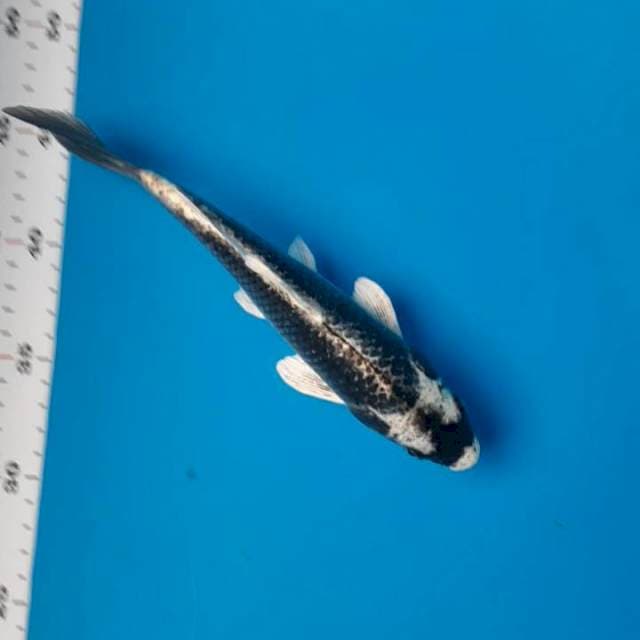 Gin kabuto 24cm