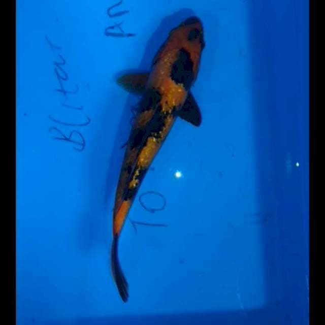 Hi Utsuri 30 cm