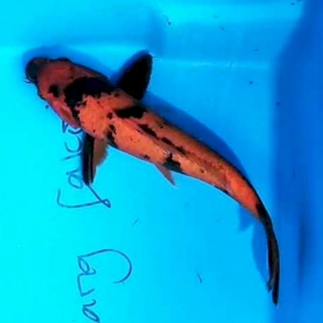 Hi Utsuri 28 cm