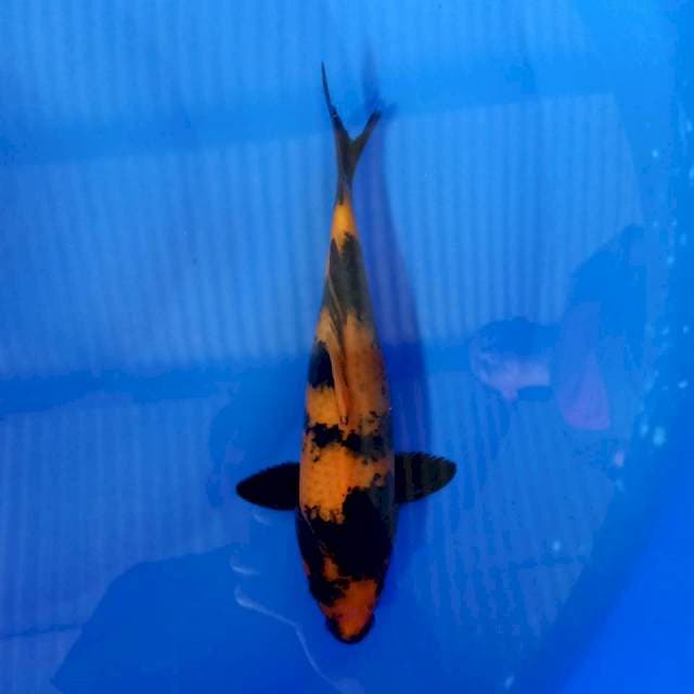 Hi utsuri tembus 28cm