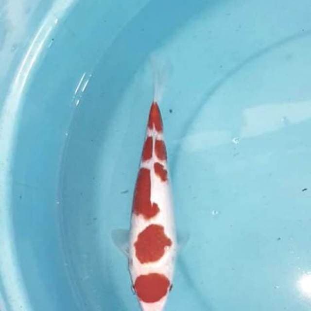 Kohaku 25cm