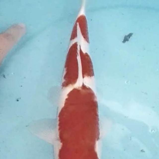 Kohaku 30cm