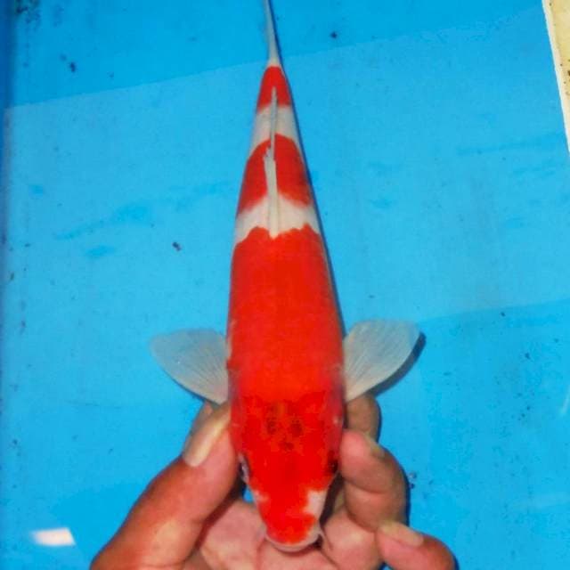 AI GOROMO 3 STEP 24cm