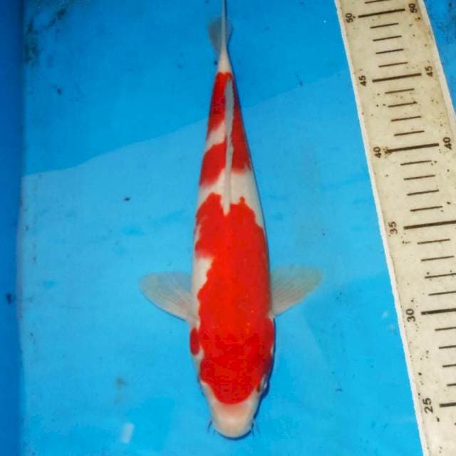 NIDAN KOHAKU 29cm