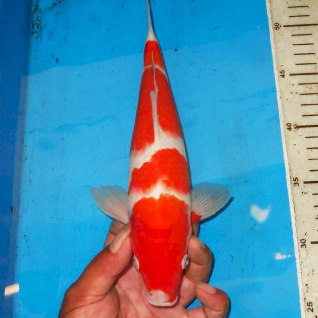 SANDAN KOHAKU 29cm