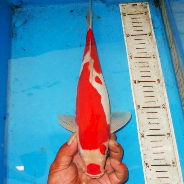 KUCIBENI INAZUMA KOHAKU 36cm