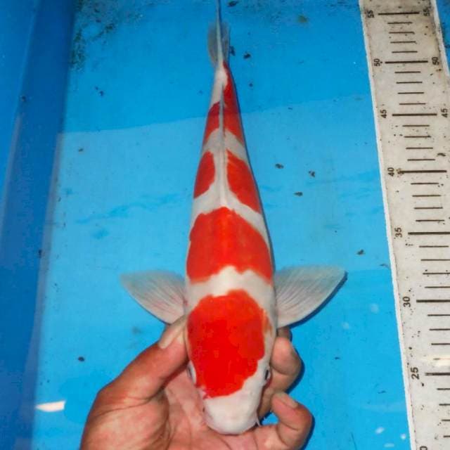 YONDAN KOHAKU PERFECT 36cm