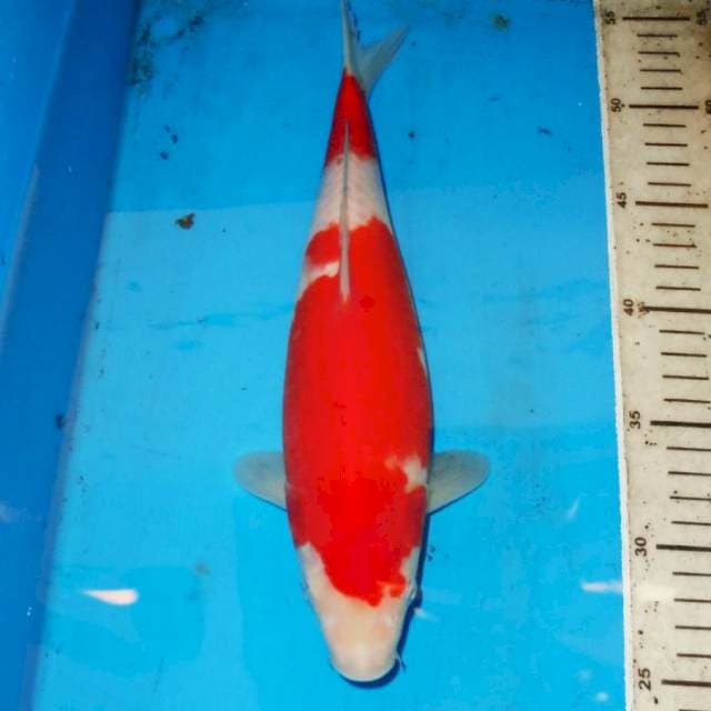 NIDAN KOHAKU RED STRONG 31cm